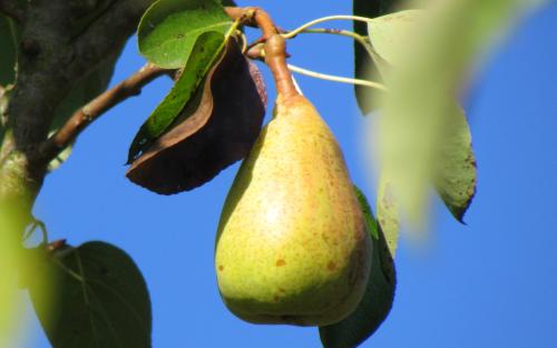 Beurré Precoce Morettini pears