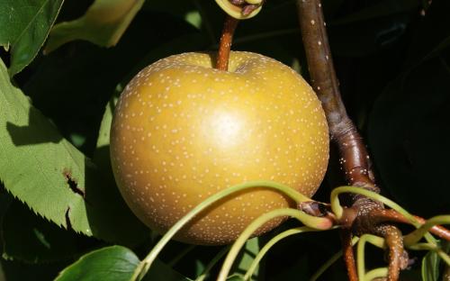 Chojuro pears