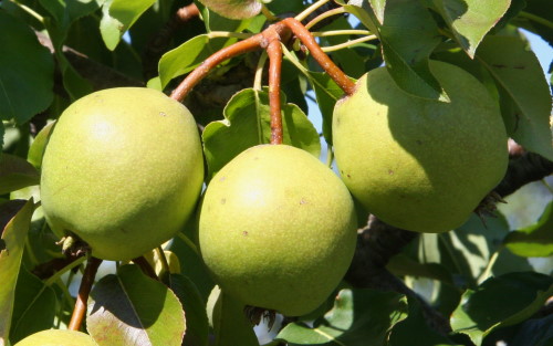 Green Horse pears