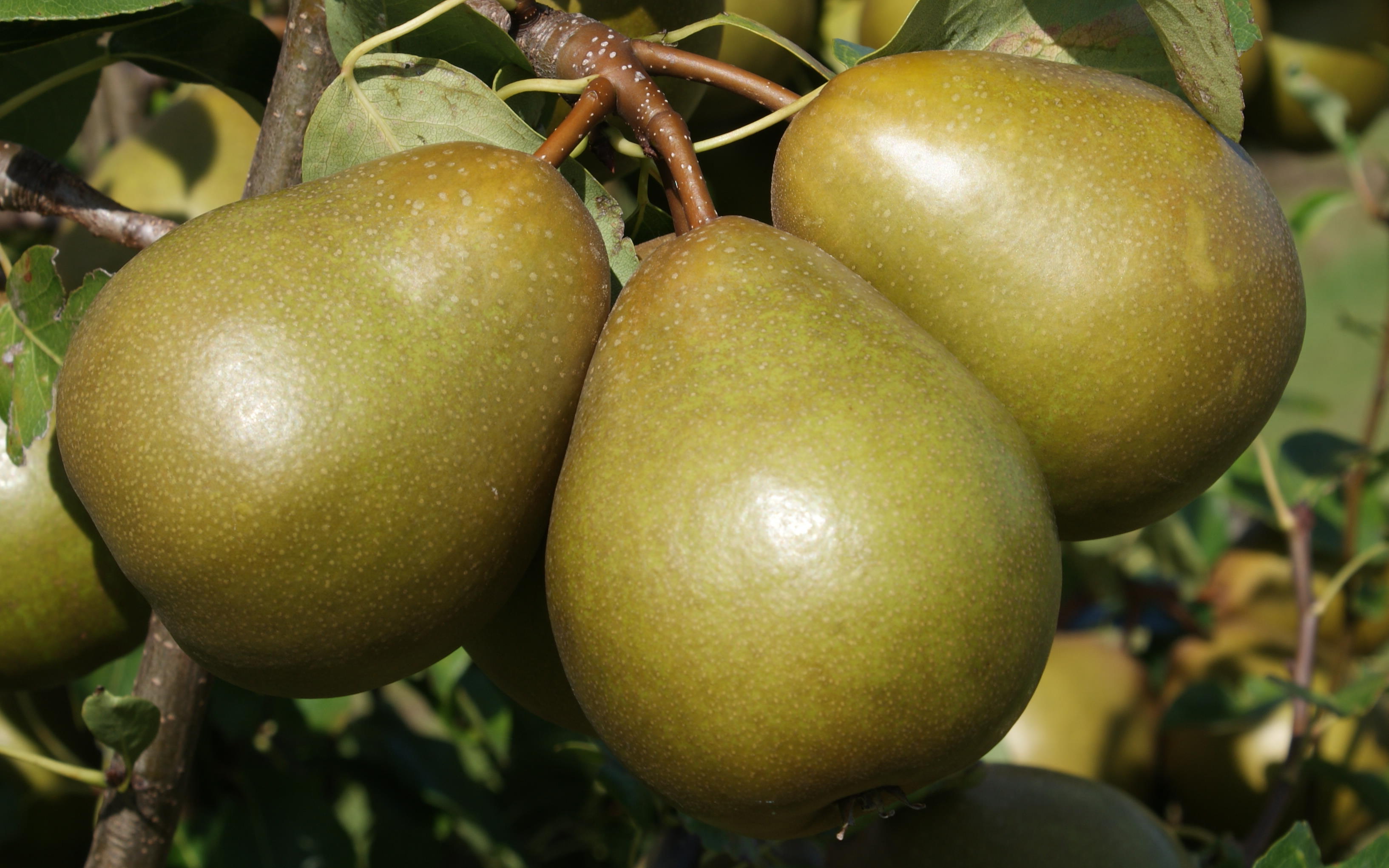 President Heron pear trees