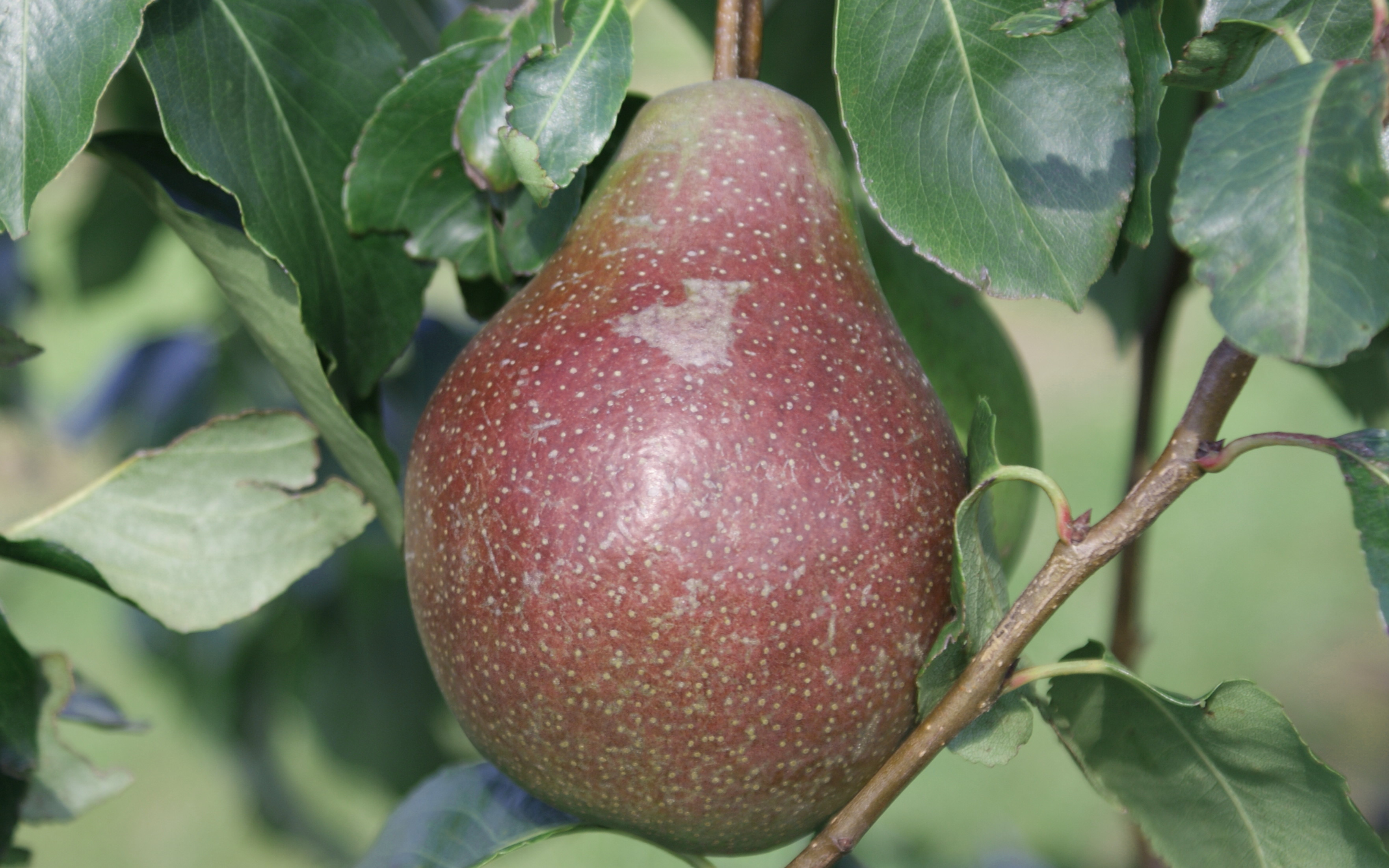 Sucree de Montlucon pear trees