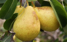 Triompe de Vienne pear trees