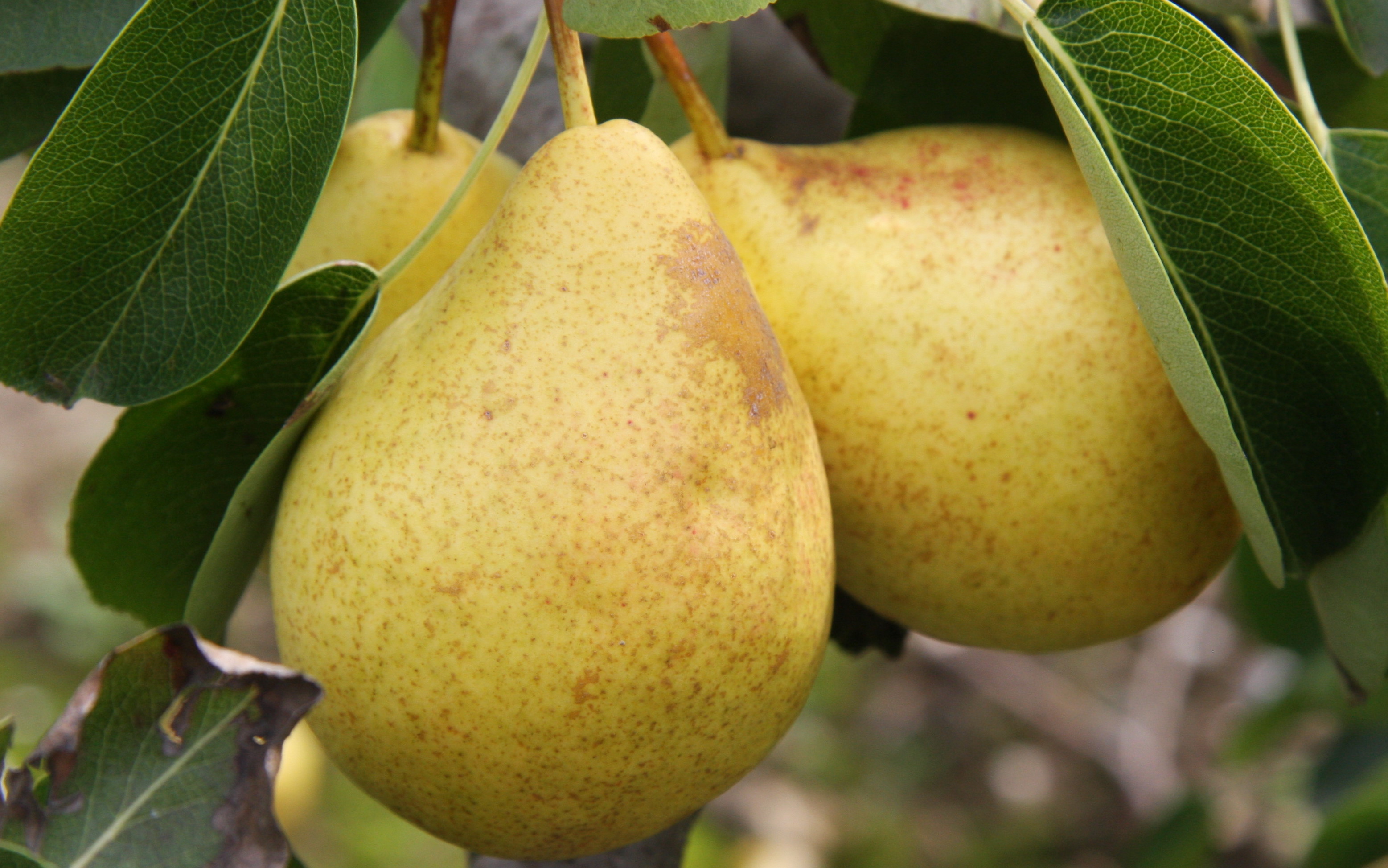 Triompe de Vienne pear trees