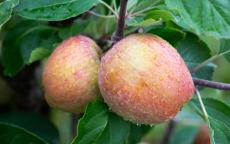 Three Counties cider apple trees