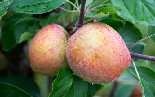 Three Counties apples