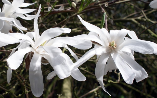 Magnolia stellata blossom