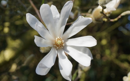 Magnolia stellata blossom