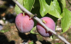 Queen's Crown plum trees