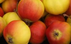 Halloween crab-apple trees