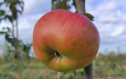 Argilière apples