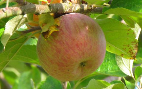 Baguette Violette apples