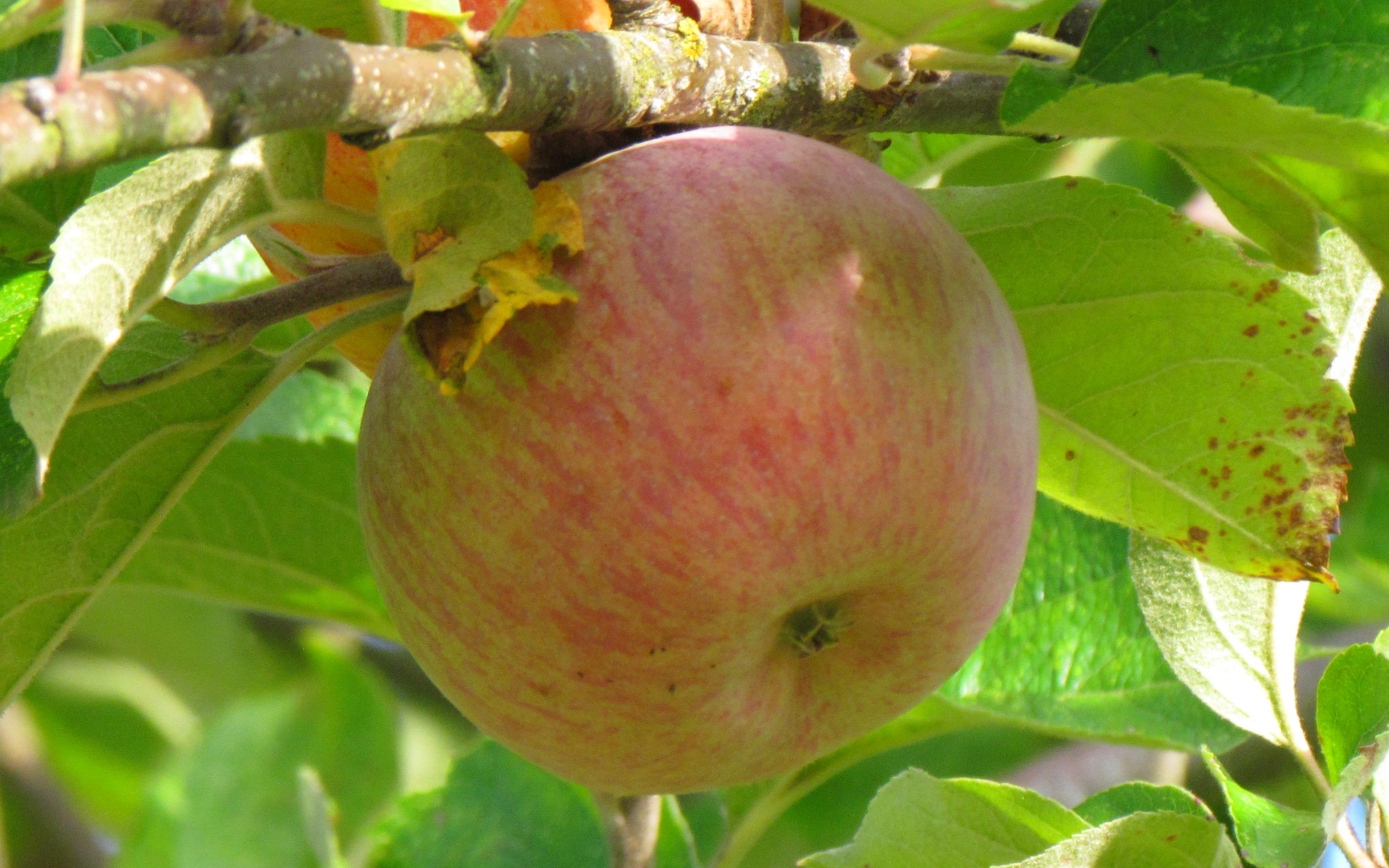 Baguette Violette apple trees