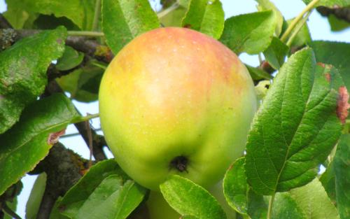 Cabarette apples