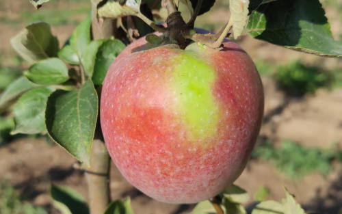 Belle Fleur de France Rouge apples