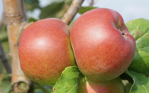 Reinette de Flandre apples