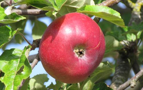 Sang de Boeuf apples