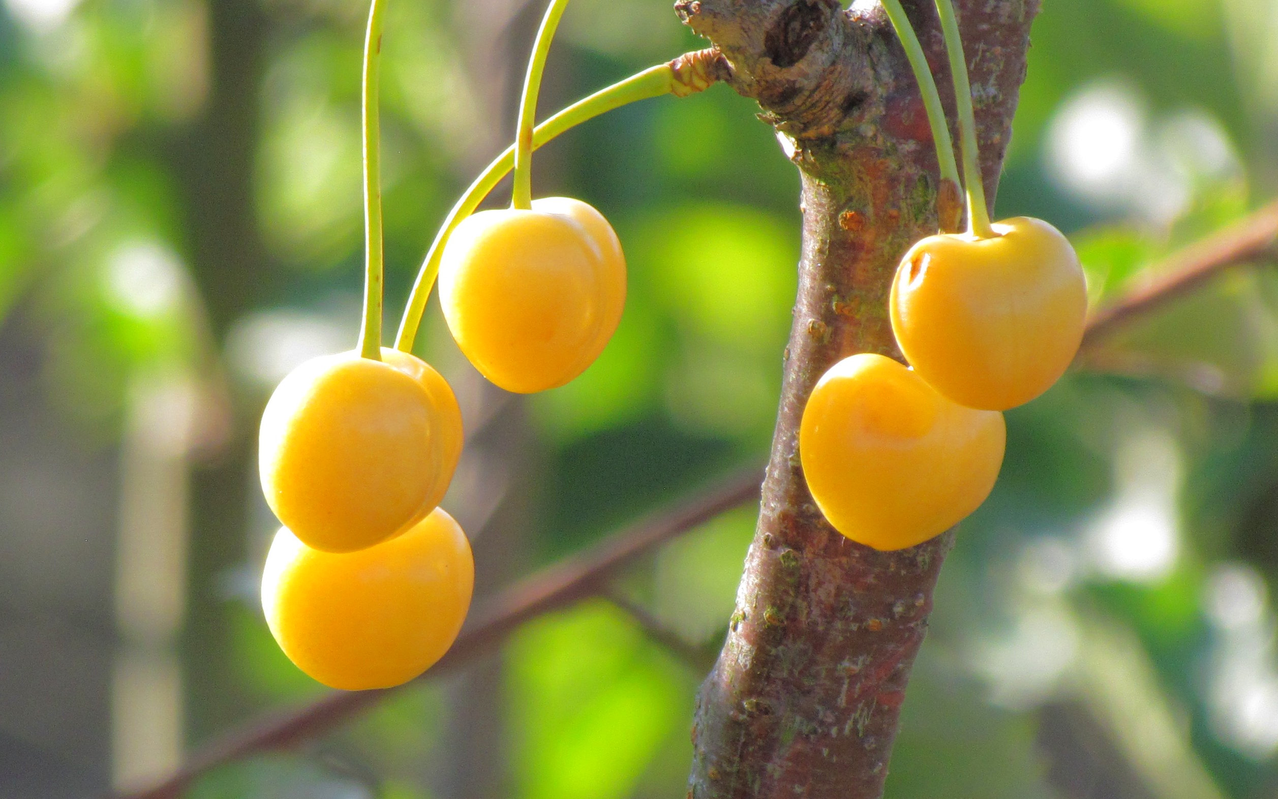 Blanc Nez cherry trees