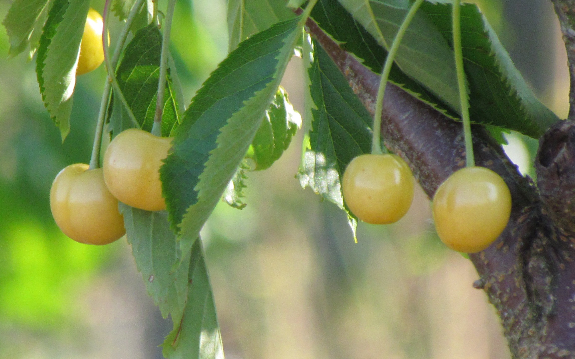 Blanche d'Harcigny cherry trees
