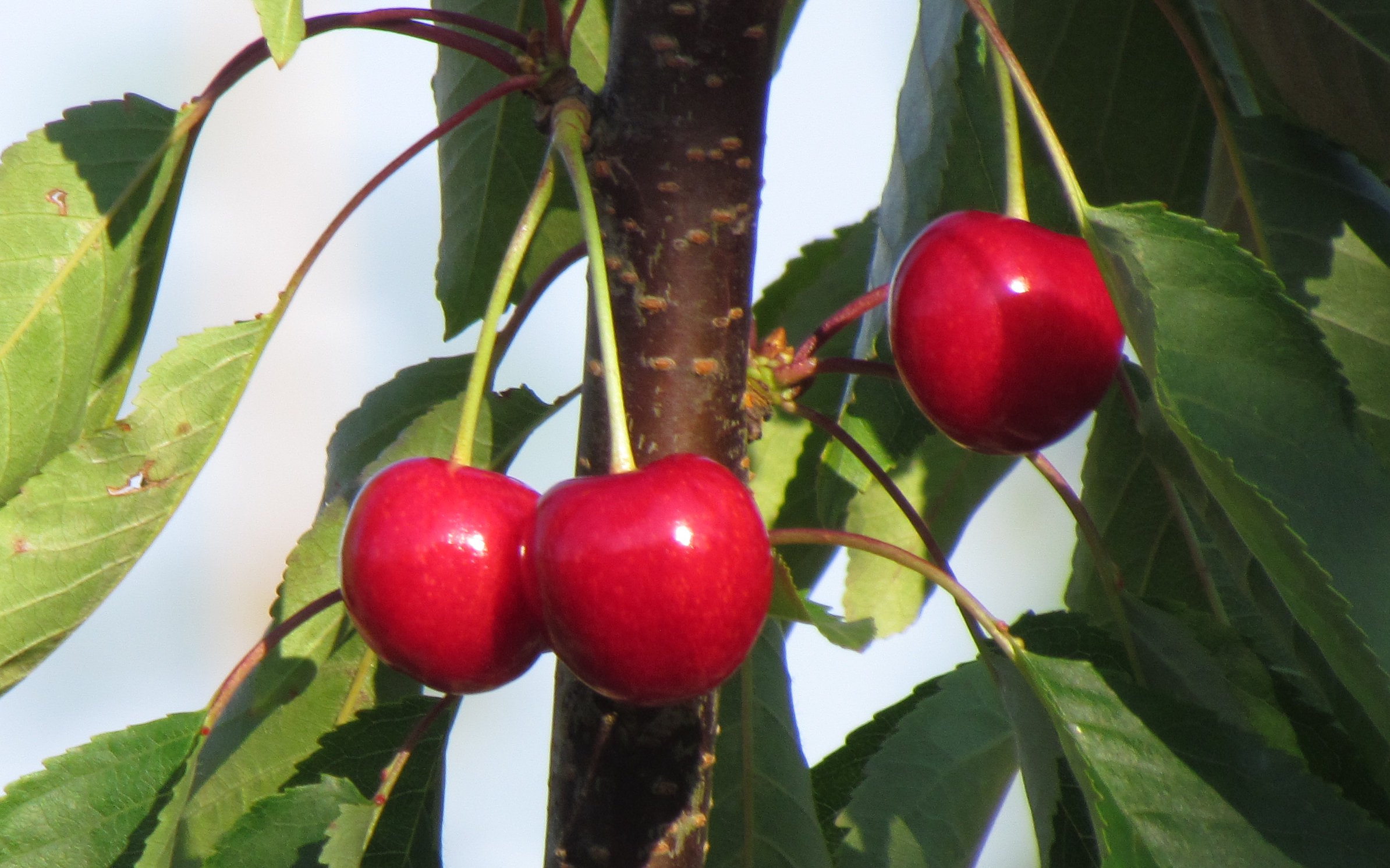 Gros Bigarreau de la Groise cherry trees