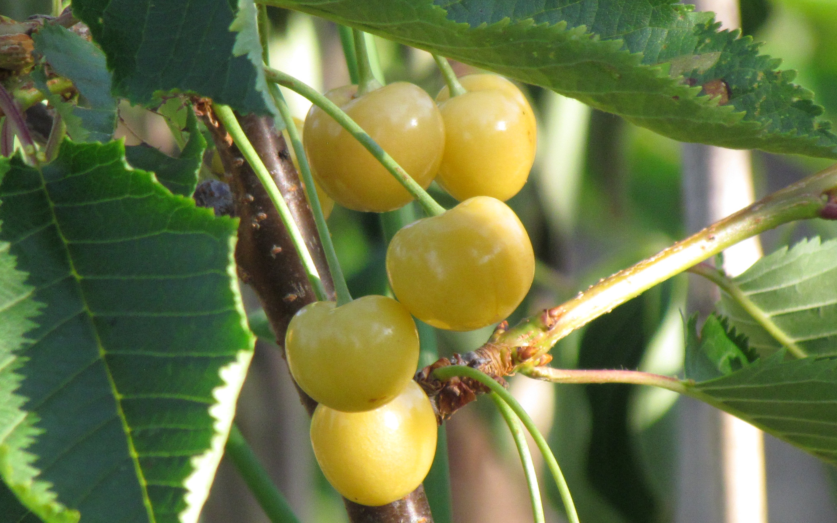 Verchocq cherry trees