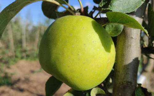 Reinette Abry apples