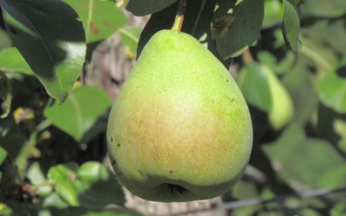 Poire de Livre pears