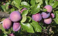 Malling Elizabeth plum trees