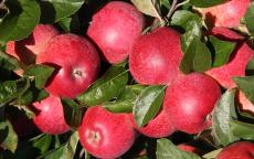 Queen of the Realm apple trees