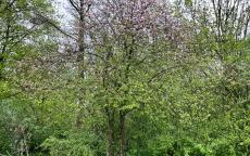 Malus sylvestris crab-apple trees