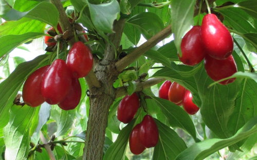 Nikolka Cornelian cherry fruits