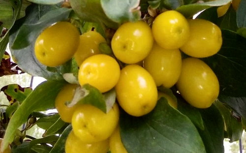 Jantarnyj Cornelian cherry fruits