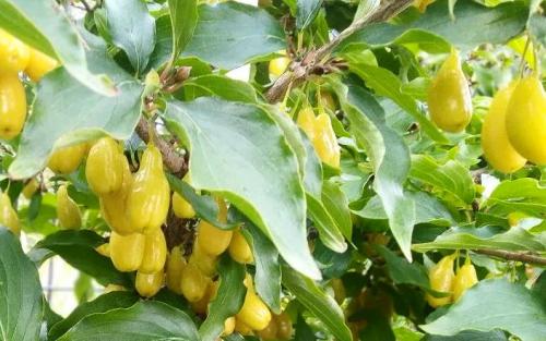 Niesnij Cornelian cherry fruits