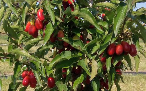 Radost Cornelian cherry fruits