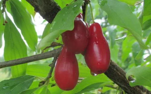 Starokijewskij Cornelian cherry fruits