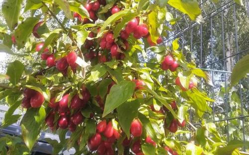 Szafer Cornelian cherry fruits