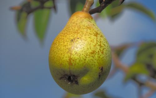 Cornelie pears