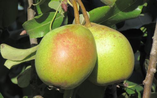 De Sang pears