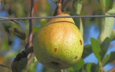 Clement's pear trees