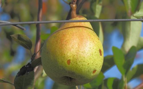 Poire a Clement pears