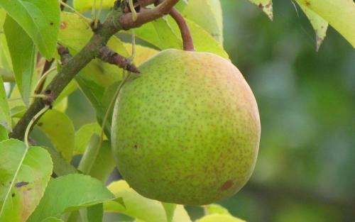 Precoce Henin pears