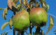 Deveci pear trees