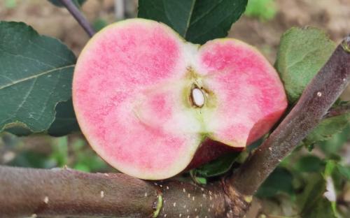 Rubaiyat apple trees