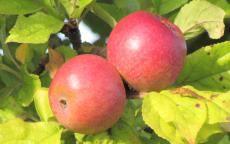 Amere Nouvelle apple trees