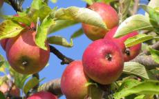 Du Verger apple trees