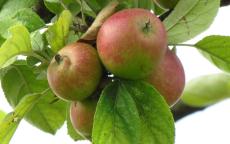 Marseigna apple trees