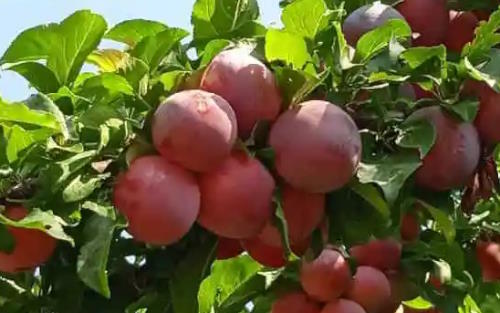 Melitopolski Cherny hybrid plum fruits