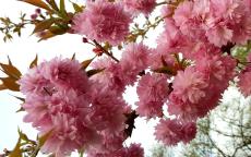 Asano flowering cherry trees