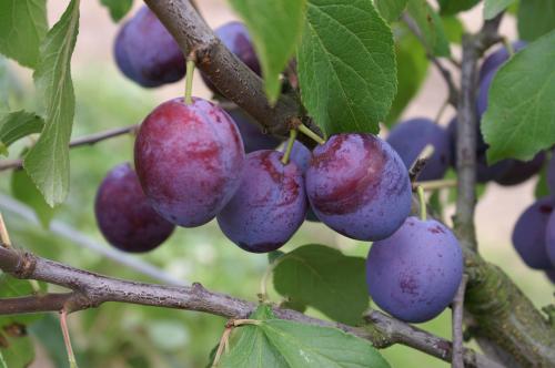 Late Muscatelle plums