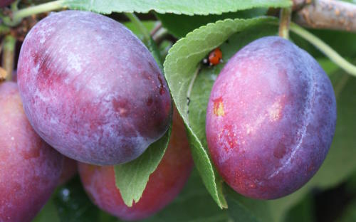 Quetsche d'Alsace plums