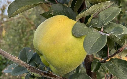 Cydonia oblonga Muskatnaja quince fruits